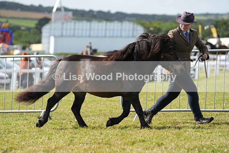 DSC05179 - Class 49: NPS Shetland 4 years and over