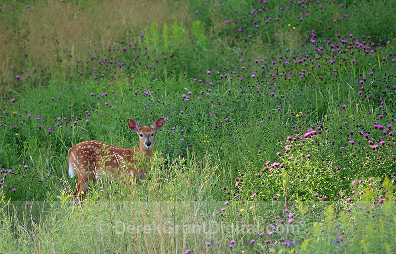 Fawnzy! white-tailed fawn - Mammals, Reptiles & Amphibians