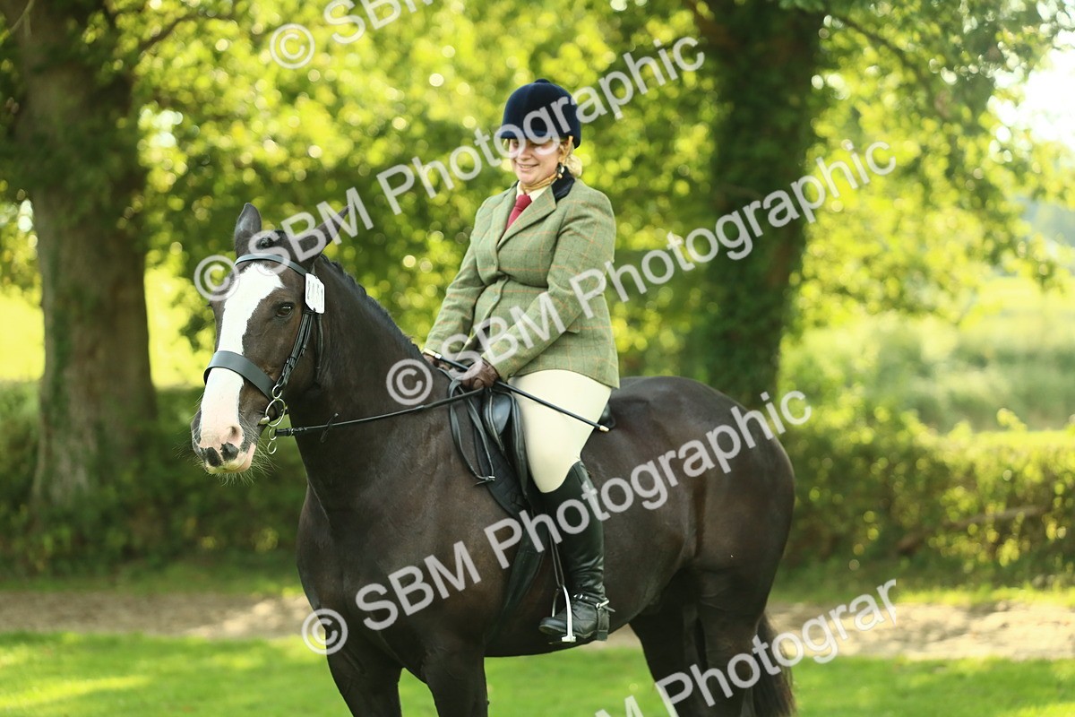 SBM_52172 - S33 - Working Hunter & Working Show Horse