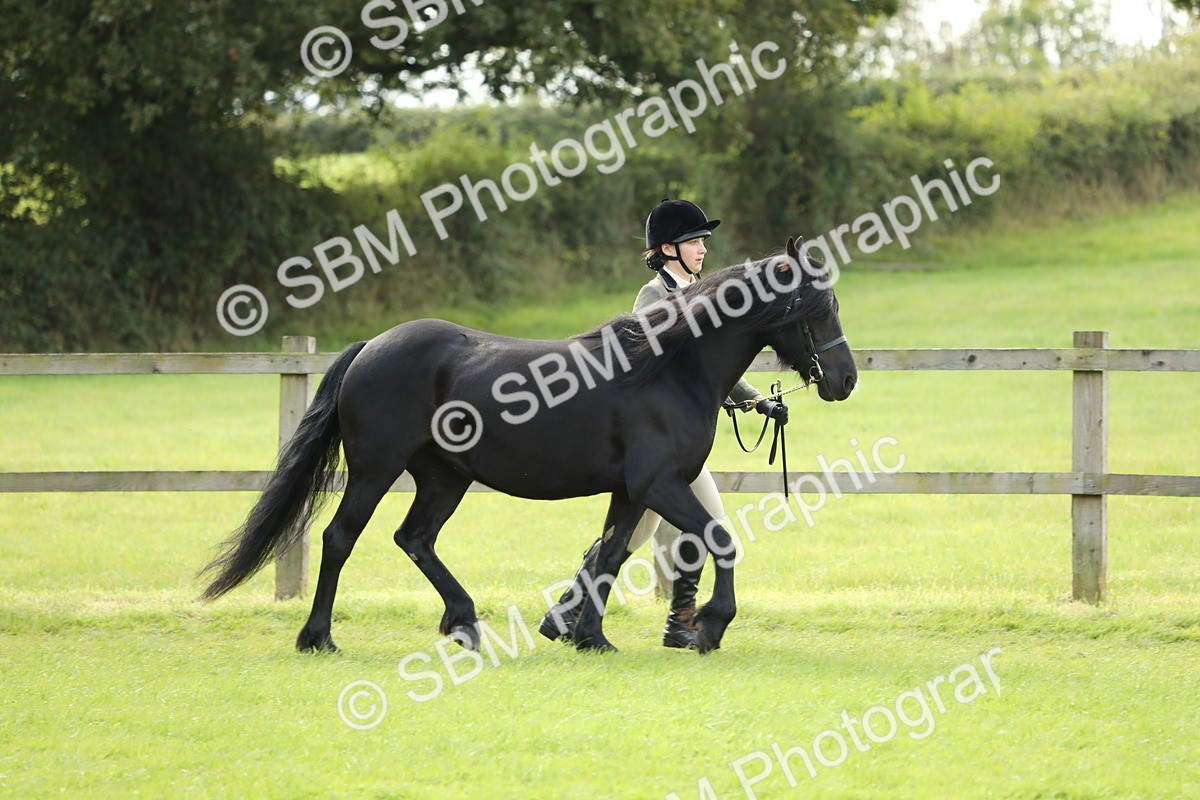 SBM_62726 - S46 - Mountain & Moorland In Hand Small Breeds