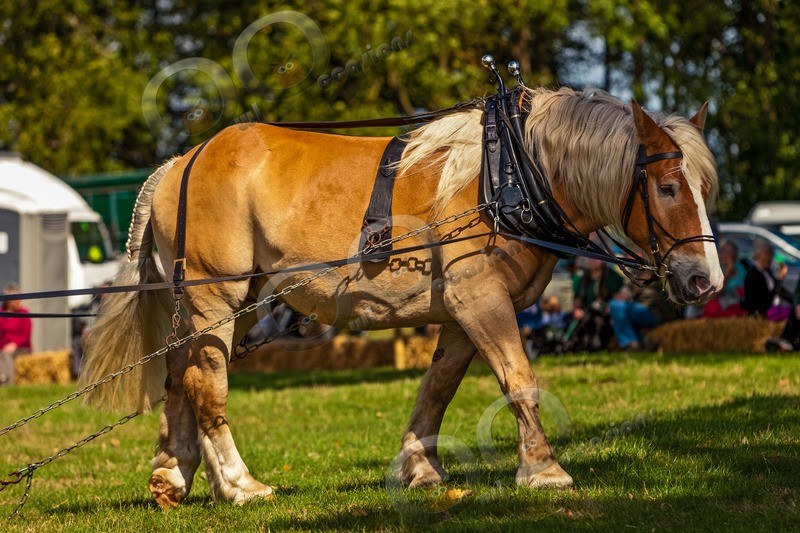 Percheron horse,  IMG_3740 - Pet Photography