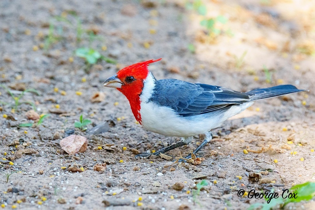 crested cardinal 1 - Brazil