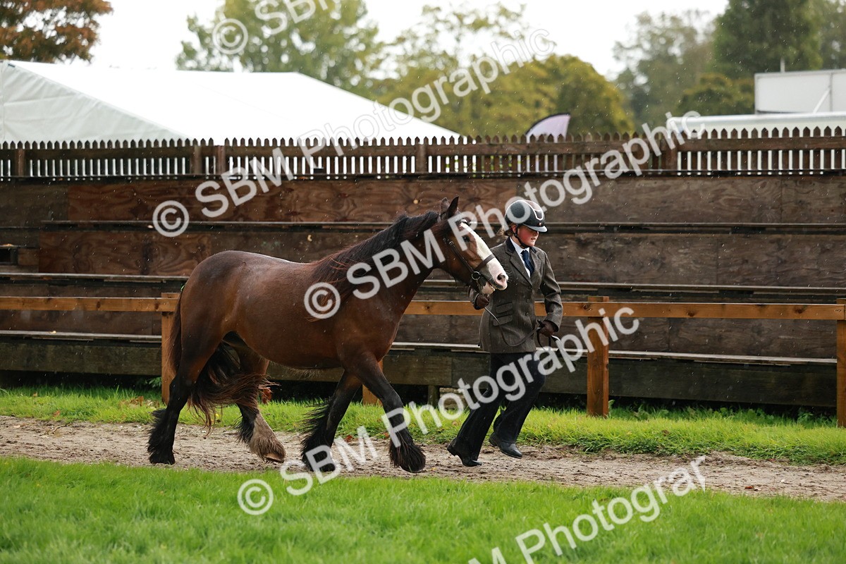SBM_34840 - S10 - Best In Hand Horse & Pony