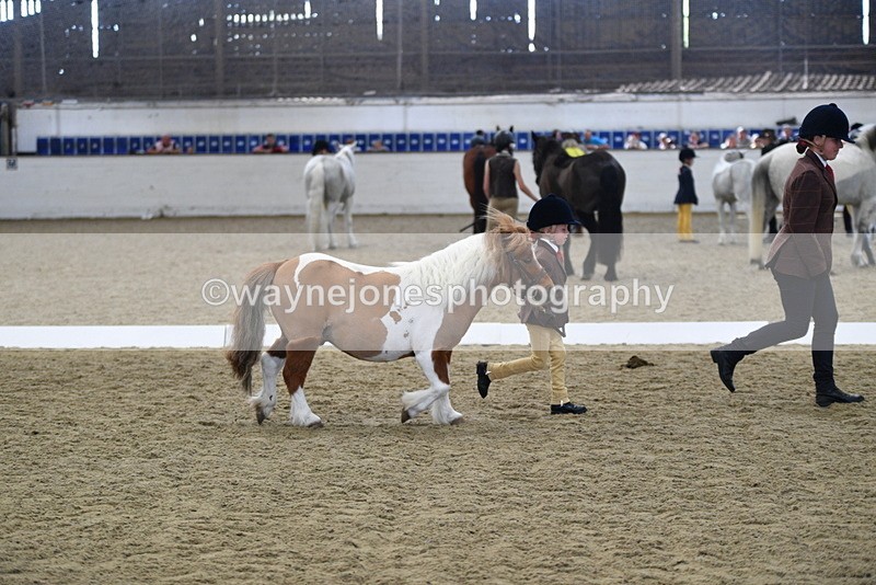 WJ5_4931 - Class 7 In hand coloured / odd coloured