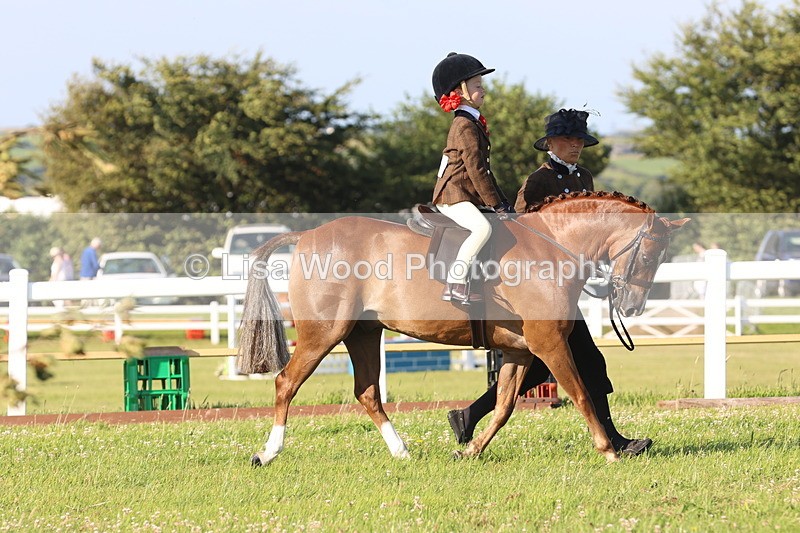 JPP_0711 - Class 16: Cornish Combination Leading Rein