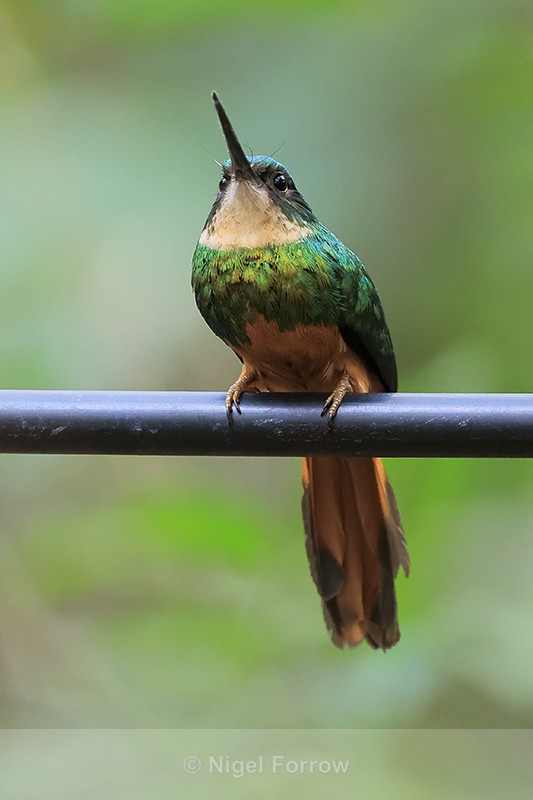 Rufous-tailed Jacamar (female), Porto Jofre, Mato Grosso, Brazil - Rufous-tailed Jacamar