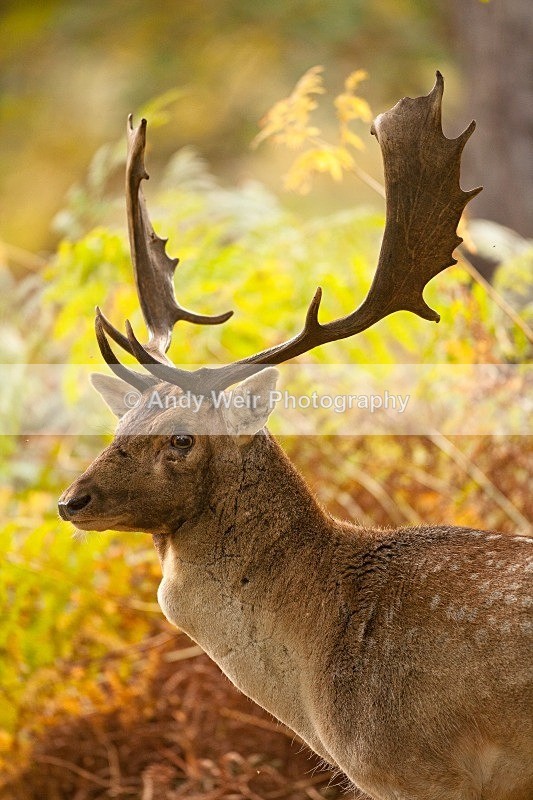 20111022-_MG_6790 - Fallow Deer