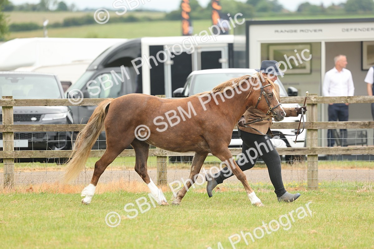 SBM_02221 - Class 50-57 - M&M Welsh Pony In Hand
