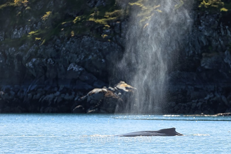 Humpback Whale blow-spray, Prince William Sound, Alaska - Whale