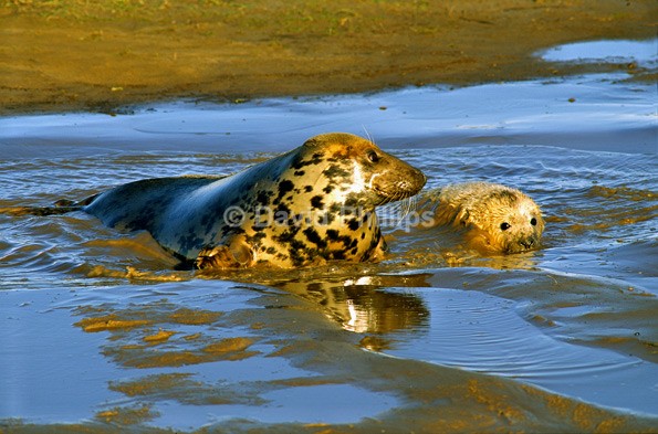 Grey Seal (2) - Mammals