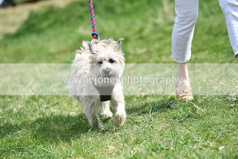 WJ5_0371 - Class 7 Best Terrier