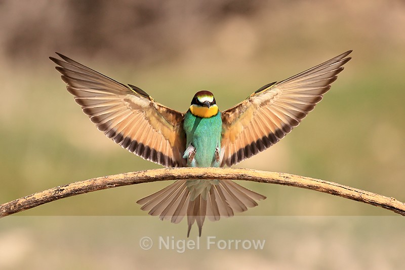 European Bee-eater wings outstretched landing on perch, Montgai, Spain - European Bee-Eater