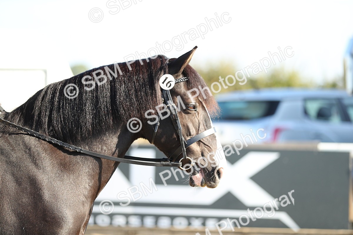 SBM_00420 - Class 41 Best Turned Out Ridden