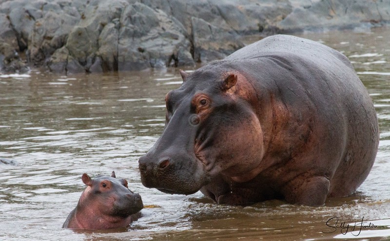 Hippo Pool 7