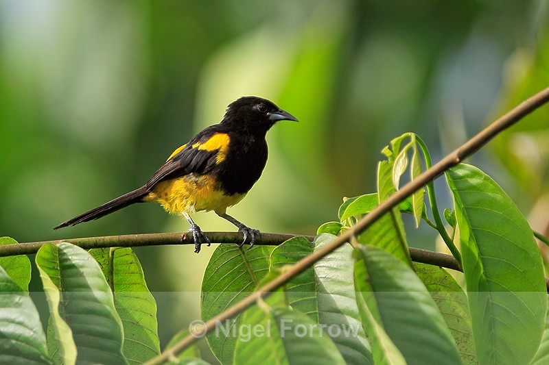 Black-cowled Oriole, Costa Rica - Black-cowled Oriole