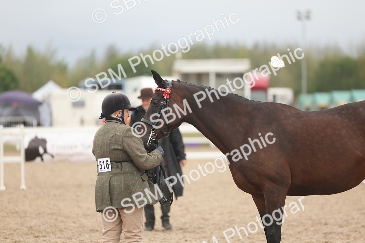 SBM_19845 - Class 318 - IH Part Bred Horse-Pony