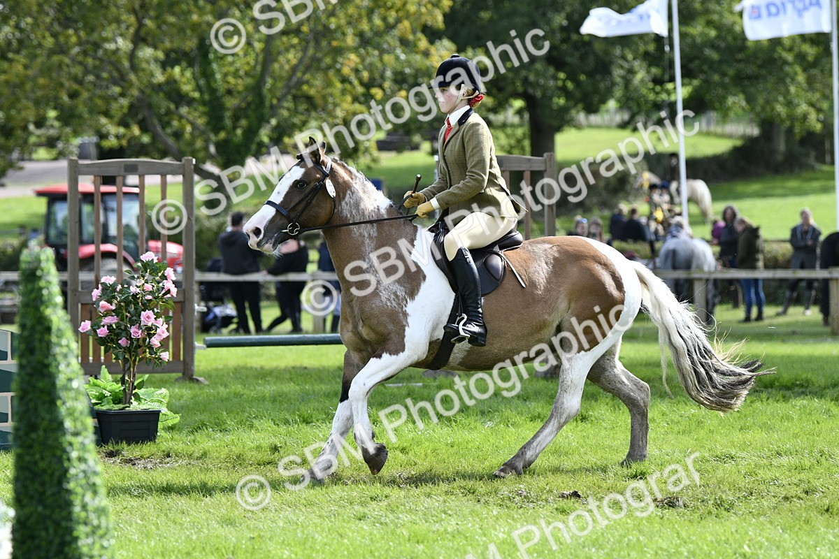 SBM_45696 - S33 - Working Hunter Pony