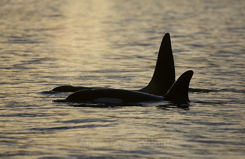 Orca (Killer Whales) Iceland  Ref Orca 7 - ORCA, (Killer whales) Scotland( John Coe & Aquarius) & Icelandic Orcas