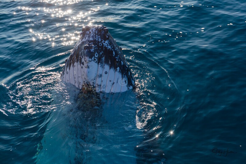 Just Hanging 9_16A8112 - Humpback Whales