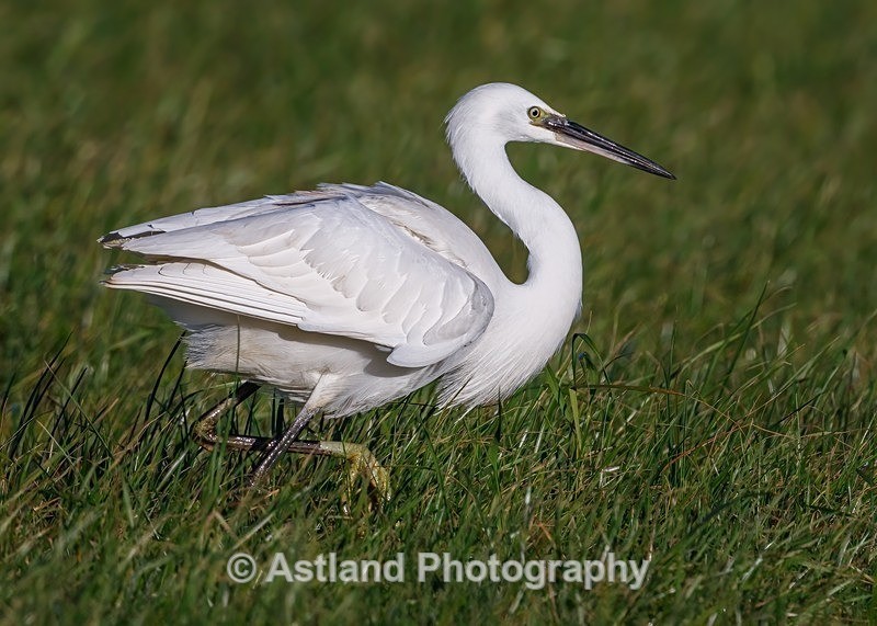 Astland Photography, Bird and Wildlife Images, Susan and Peter Wilson, U.K.