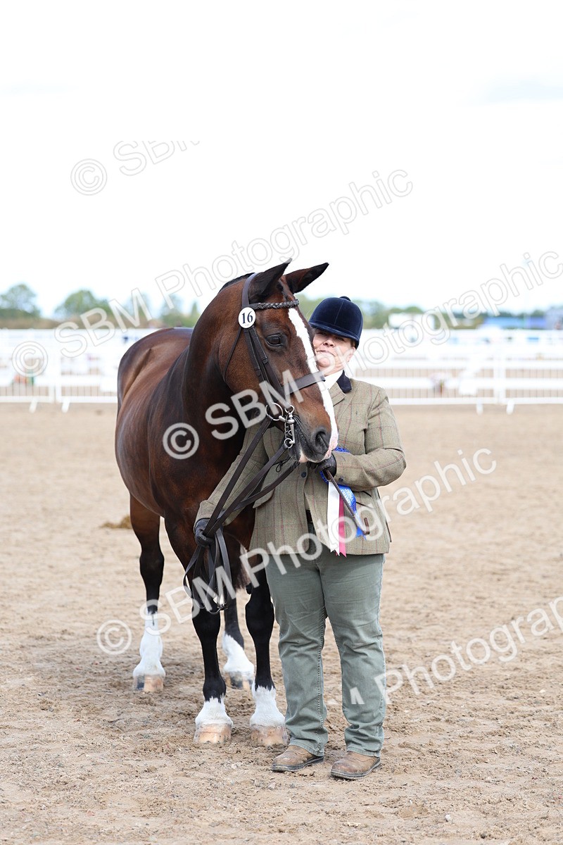 SBM_02403 - Class 19 - Horse or Pony Judge would most like to take home