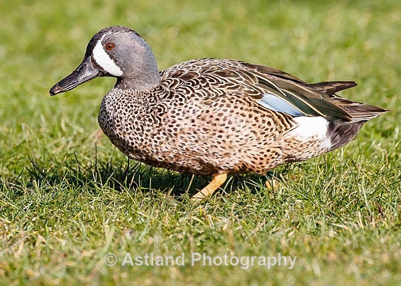 Astland Photography, Bird and Wildlife Images, Susan and Peter Wilson, U.K.