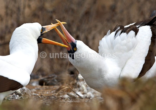 Nazca Booby courtship - Galapágos