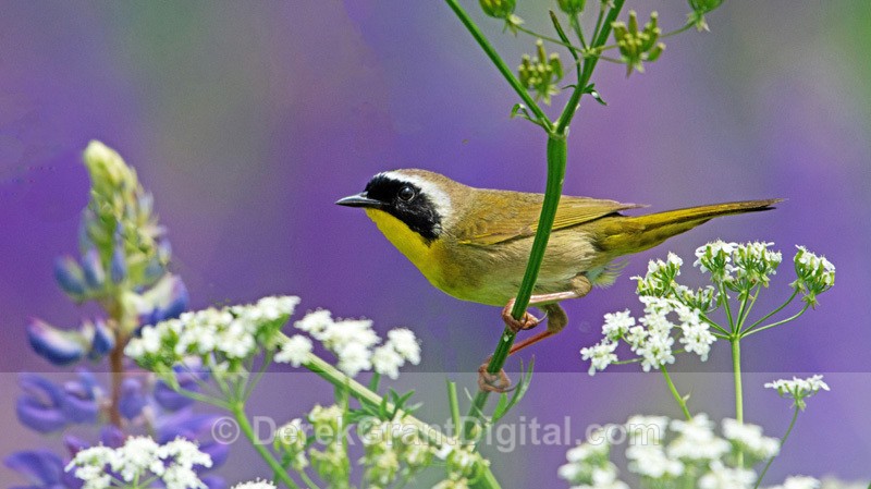 Common Yellowthroat Male - Birds of Atlantic Canada