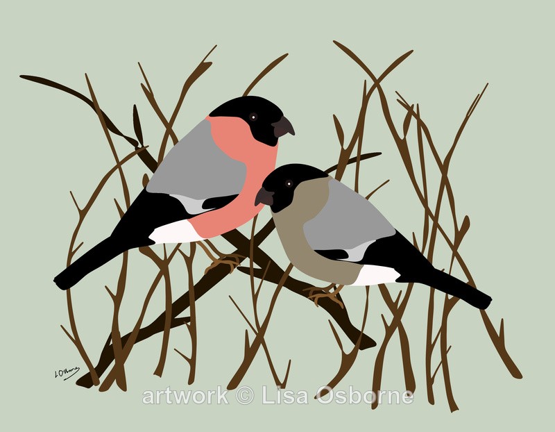 Bullfinches - Birds