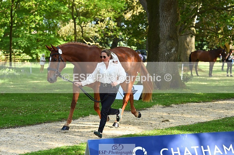 230524-164328-01050 - 112-BILLY_MAPLE-Kitty_King-WEDTrotUp+DR