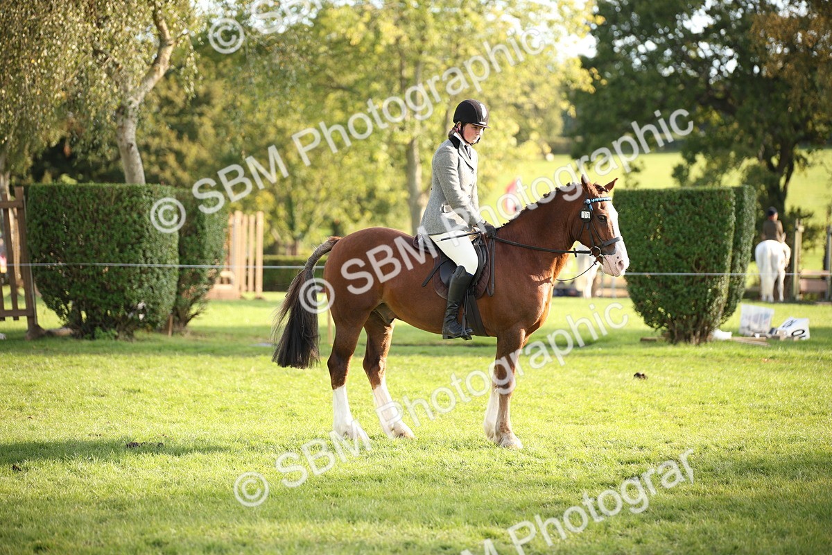 SBM_54341 - S27 - Mature Veteran - Ridden