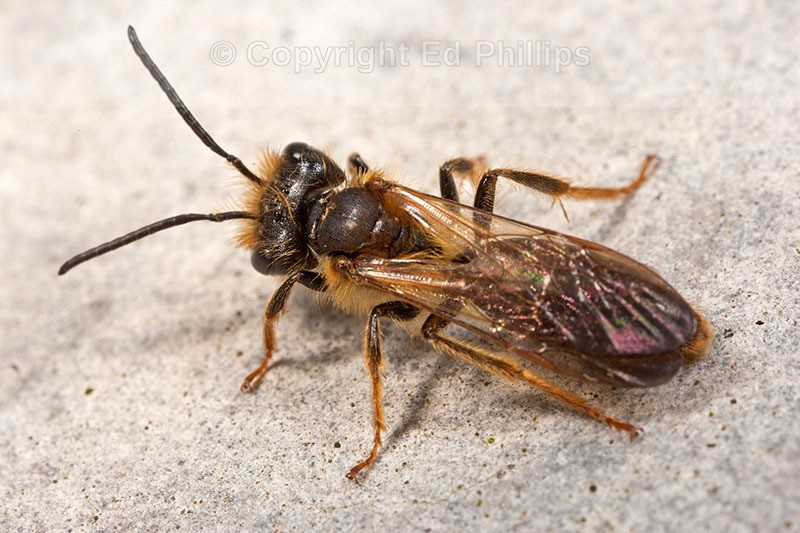 Andrena bucephala (m)