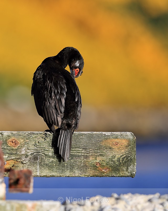 Rock Shag preening on jetty, Carcass Island, Falklands - Rock Shag