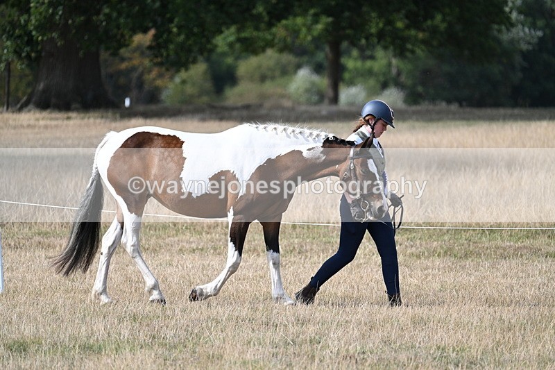 WJ7_8061 - In-hand Championship