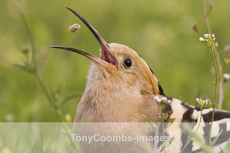 Hoopoe - Well Hide & Falcon Tower Hide