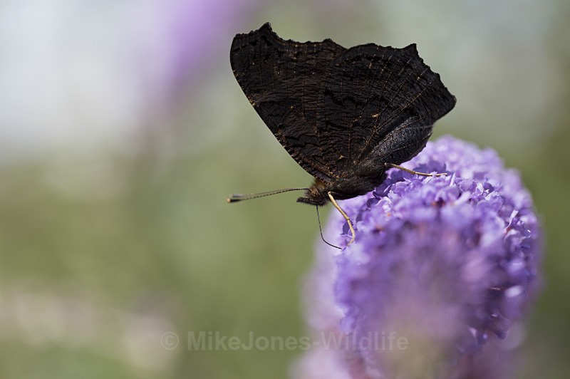 Peacock butterfly - BUTTERFLIES