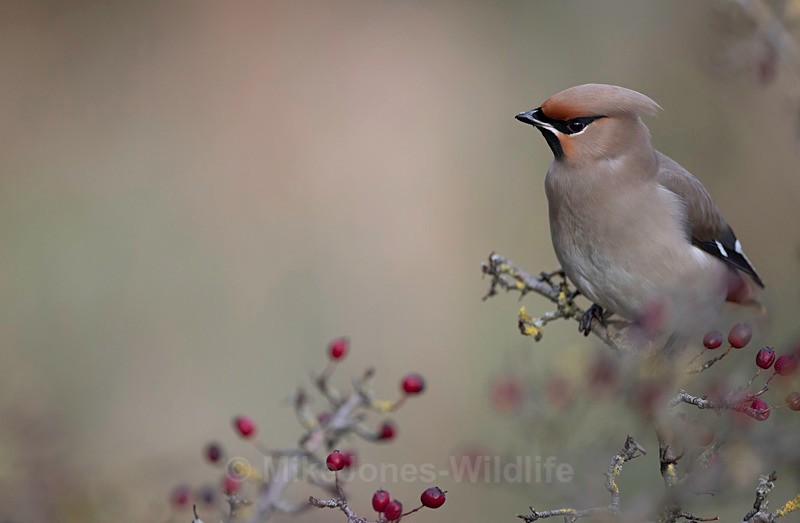 WAXWING HALKYN 13 - WAXWINGS. February 2024 [Halkyn Mountain, North Wales. UK ]