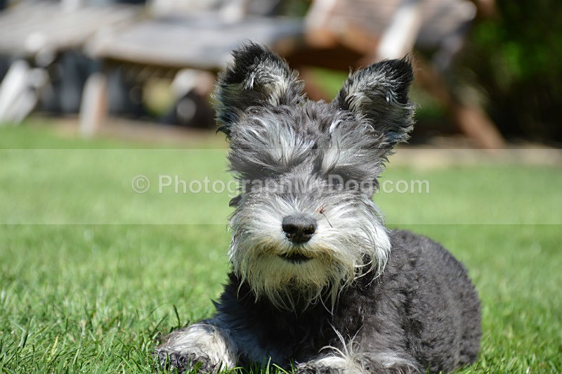  - Schnauzers
