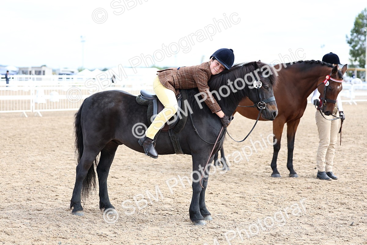 SBM_01862 - Class 18 - Handsomest Gelding - IH or Ridden