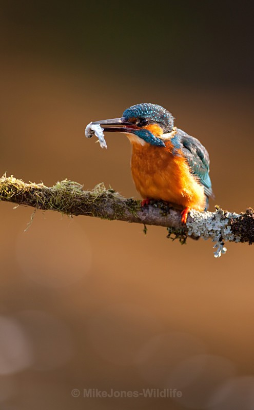 KINGFISHER no 10 - KINGFISHERS