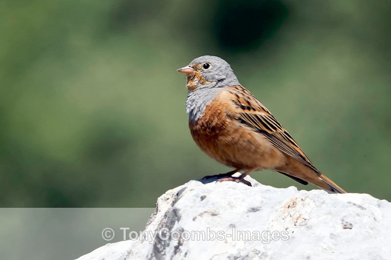 Cretzschmars Bunting - Turkey