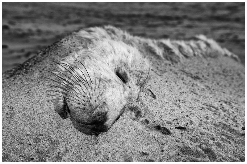 Marram Grass Whiskers - Nature in Black & White
