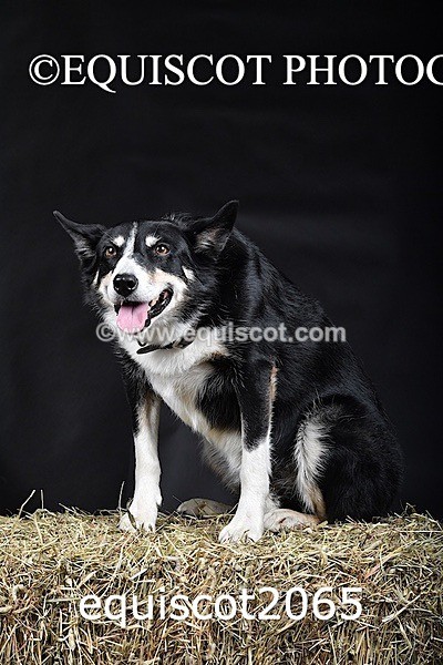 equiscot2065 - SKY & NELL