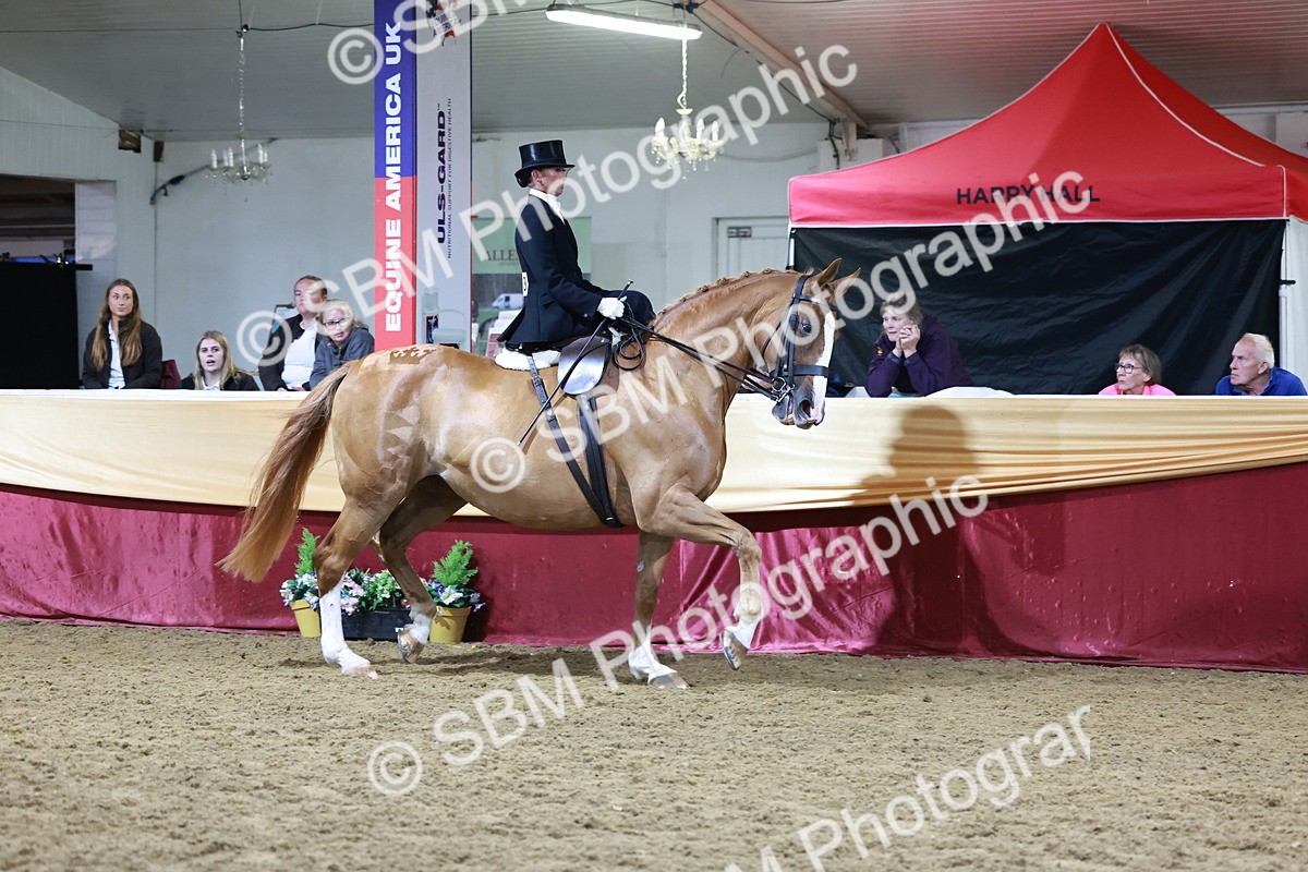 SBM_20946 - Class N - Side Saddle Champ