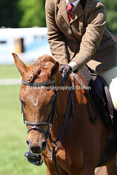 IMG_3914 - Working Hunter
