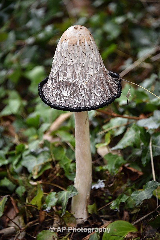 Fungus_ACP_8185 - Fungi