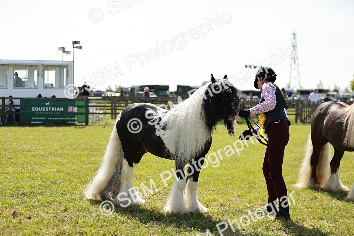 SBM_08912 - Class 63-65 - Traditional Gypsy Cobs In Hand & Ridden