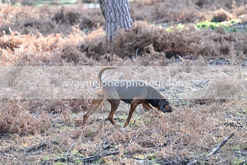 WJ7_7583 - Line 3 (no line 4 or 5)