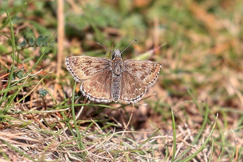 Dingy Skipper, St Aldhelm's Head, Dorset, UK - INSECTS