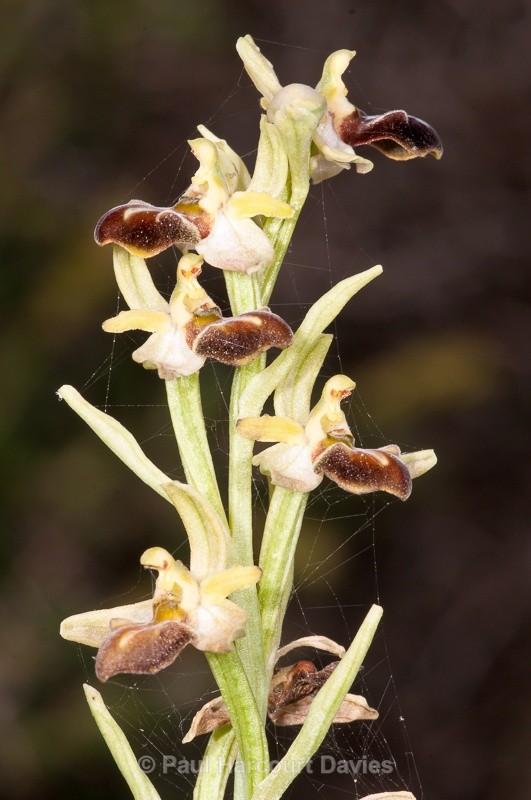  - Orchids - Crete